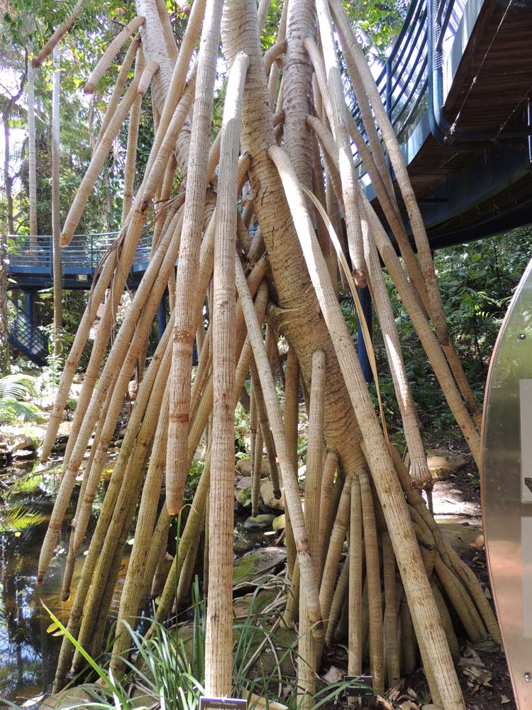 Kebun Raya Konservasi Bogor Kebun Raya Konservasi Bogor